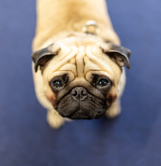 Image of a cute dog