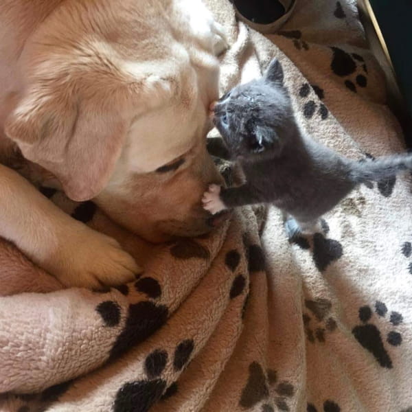 Picture of dog and cat