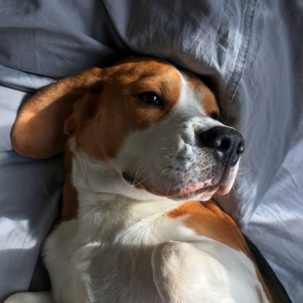 Picture of dog