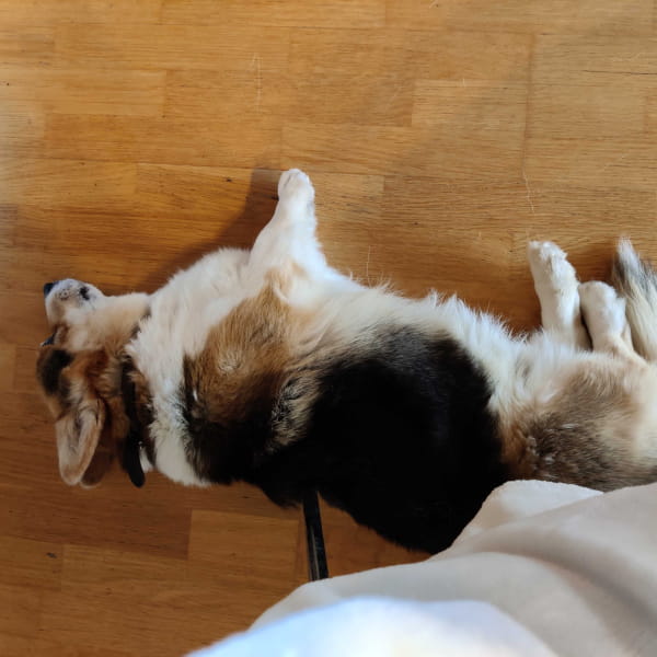 Picture of dog
